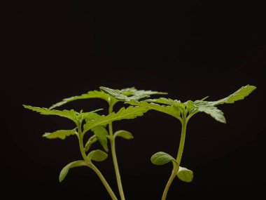 Esrarın siyah arka planda filizlenmesi. Marihuana yaprakları. Yakın plan fotoğraf. Tıbbi ve iş için esrar tarlası kavramı