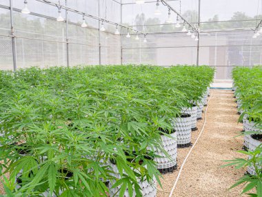 Ticari kenevir işi. Serada büyük çaplı marihuana ticareti. Yasal kenevir bitkileri