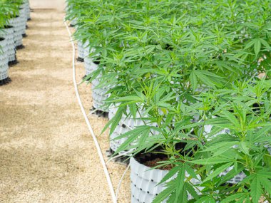 Ticari kenevir işi. Serada büyük çaplı marihuana ticareti. Yasal kenevir bitkileri