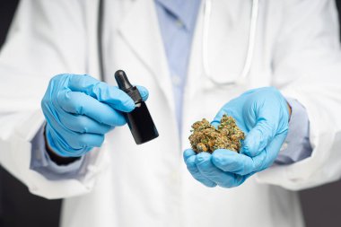 Tıp laboratuarında dururken elinde kuru kenevir tomurcukları tutan doktor çiçek ve kenevir yağı şişesi tutuyor.. 