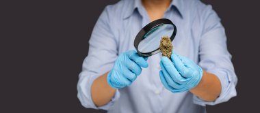 Laboratuvar araştırmacılarının elinde büyüteçle kenevir tomurcukları çiçeklerine baktığı yakın plan. Tıbbi ve iş için marihuana tarlası kavramı