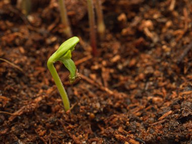 Bir saksıda büyüyen kenevirin yakın çekimi. Marihuana yaprakları. Tıbbi ve iş için esrar tarlası kavramı
