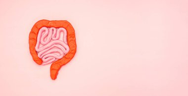 Sağlıklı bağırsak konsepti. Pembe arka planda bir bağırsak sembolü. Kabızlık ve ishalin tedavisi ve önlenmesi. Bağırsak mikroflorası ve probiyotik. Mesaj için yer var. Üst görünüm