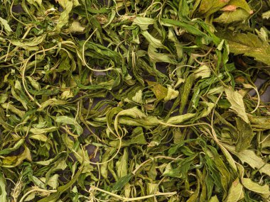 Kuru kenevir yaprağı çayının en üst görüntüsü. Dokulu marihuana yaprakları. Kenevir otlu içecek kavramı