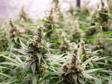 Olgun kenevir bitkileri bir serada hasat için hazırdır. Yasal kenevir bitkileri. Tıbbi ve iş konsepti için esrar yetiştiriliyor