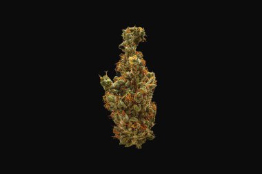 Siyah arka planda kuru marihuana tomurcukları. Tıbbi marihuana çiçeğine yakın çekim.