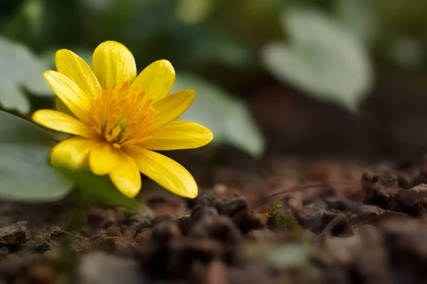 Ранункулус Або Фікарія Верна Жовта Квітка — стокове фото