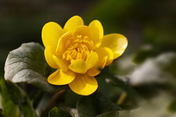 Ранункулус Або Фікарія Верна Жовта Квітка — стокове фото