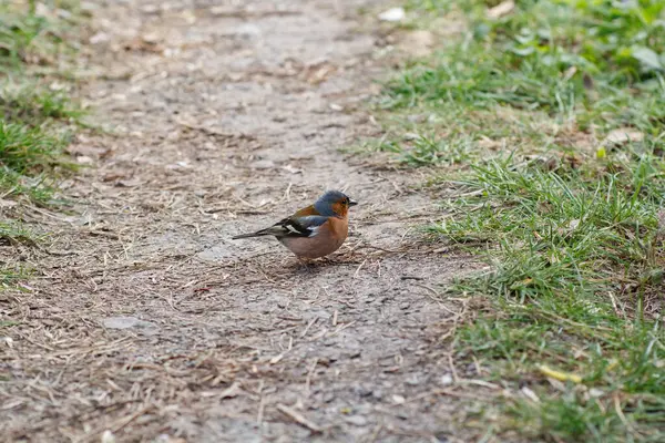 Fringilla coelebs on the path in the park, bird in the park.
