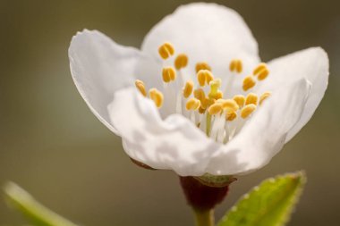 Çiçekli meyve ağacı, makro fotoğraf. Meyve ağacı çiçeği.