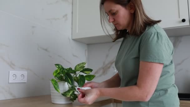 集中した女性は慎重に大理石の台所カウンタートップに緑豊かな家の植え付けの葉をトリミングし 明るく現代的な家の設定でその形と健康を維持します — ストック動画