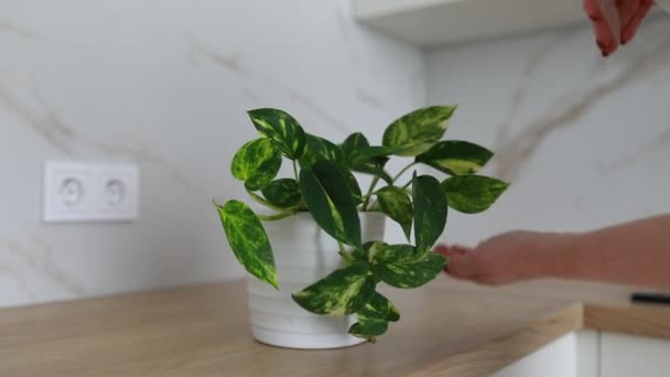 Person Gently Watering Lush Pothos Plant Sitting White Pot Kitchen — Stock Video