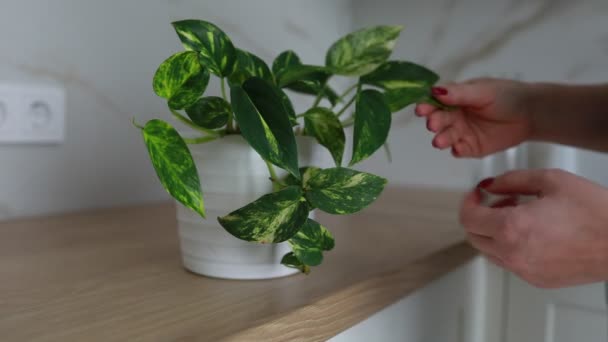 Person Standing Kitchen Counter Reaches Out Pick Potted Plant Placed — Video Stock