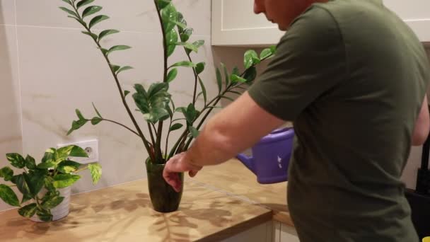 Видео Показан Мужчина Аккуратно Поливающий Зеленое Растение Горшке Современной Кухне — стоковое видео