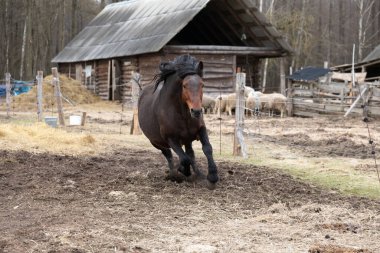 Kahverengi bir at yeşil bir alanda enerjik bir şekilde dörtnala koşar, arka planda kırsal bir ahır görünür. Atlar yele ve kuyruk, çimenli arazide hızla hareket ederken havada uçar..