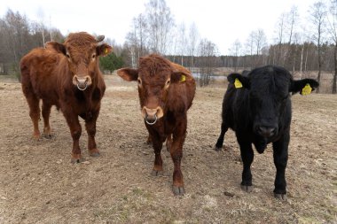 Arka planda yeşil ağaçlar olan çimenli bir tarlada üç inek duruyor. İnekler güneşli bir günde otluyor ve etraflarını gözlemliyor gibi görünüyorlar..