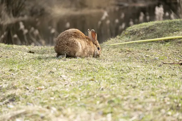 A rabbit is seen sitting in the lush green grass near a calm body of water. The rabbit appears alert, with its ears perked up. It seems to be enjoying the peaceful surroundings of the serene landscape