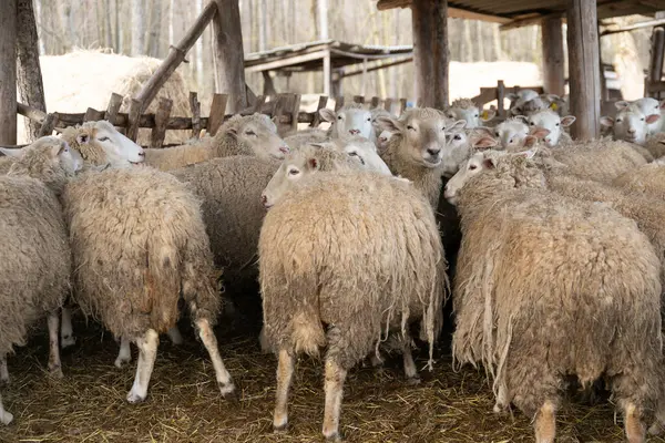 stock image A group of sheep standing closely next to each other in a field, displaying uniformity and unity. Each sheep has a thick wool coat and is peacefully grazing on the grass.