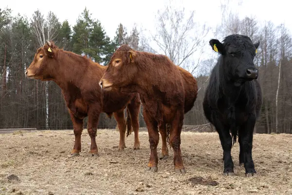 stock image A large group of cattle are standing on a dry grass field, feeding on the sparse vegetation. The cows are clustered together, their hooves sinking into the cracked earth as they chew on the tough