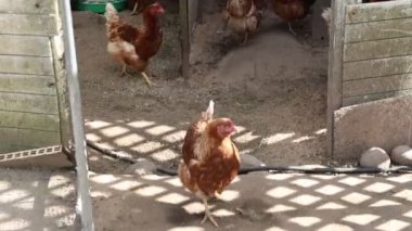 Bir grup tavuk çiftlikteki bir tavuk kümesinin içinde dolaşırken ve gagalarken görülebilir. Tavuklar çevrenin içinde özgürce dolaşıyorlar, birbirleriyle ve çevreyle etkileşime geçiyorlar.