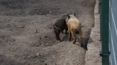 Videoda iki keçi hayvanat bahçesinde hoplayıp zıplıyor ve bitki örtüsü çiğniyor. Çiftlik ortamında görülen tipik keçi davranışları sergileyerek birbirleriyle etkileşime girerler..