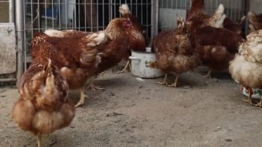 Videoda bir grup tavuğun bir çiftlikteki kafesin içinde durduğu görülüyor. Tavuklar kafese kapatıldı ve sabit duruyorlar..