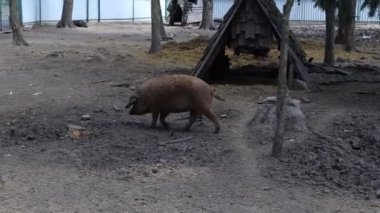 Video, bir domuzun hayvanat bahçesinin etrafındaki çevresini keşfederken görüntüsünü alıyor. Domuz kendi çevresi ve muhtemelen çevresindeki diğer hayvanlarla etkileşime geçerek rahatça hareket eder..