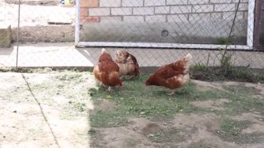 Bir grup evcil tavuk kırsal bir çiftlikteki ahşap bir çitin yanında yiyecek ve gagalama yapıyor. Tavuklar özgürce ve ara sıra gıdaklıyor..