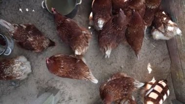 Bir grup tavuğun bir çiftlikteki kümeste yeri gagalarken, gıdaklarken ve gıdaklarken görüldü. Tavuklar özgürce hareket eder, kanatlarını çırparlar ve birbirleriyle etkileşime girerler..