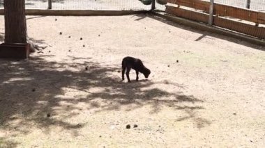 Bir çiftlikteki çitli bir alanda duran siyah bir köpek görülüyor. Köpek sakin ve tetikte görünüyor, çevresine bakıyor. Çitli alan köpeğin hareket etmesi için güvenli bir alan sağlıyor..