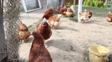 Bir grup tavuk, çiftlik hayvanları, bir çiftlikteki çitli bir alanda yürürken görülüyor. Tavuklar yeri gagalıyor, yemek için tırmalıyor ve birbirleriyle etkileşime geçiyorlar..