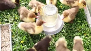 Bir çiftlikteki evcil hayvanlar olan bir grup ördek yavrusu yemyeşil çimenli bir alanda mutlu bir şekilde oynarken görülüyor. Ördek yavruları koşuyor, zıplıyor ve merakla çevrelerini keşfediyorlar..