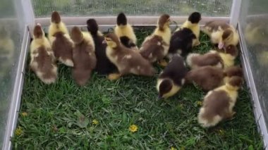 Bir grup ördek yavrusu bir çiftlikteki küçük bir kafeste görülüyor. Etrafta dolanıp tipik ördek sesleri çıkarıyorlar. Ördek yavruları canlılar ve çevrelerini merak ediyorlar..