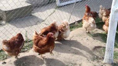 Bir çiftlikte çitin yanında birkaç tavuk görülmektedir. Tavuklar bir araya toplanır, yeri gagalarlar ve ara sıra etrafa bakarlar. Bazıları kir kazarken diğerleri kazıyor.