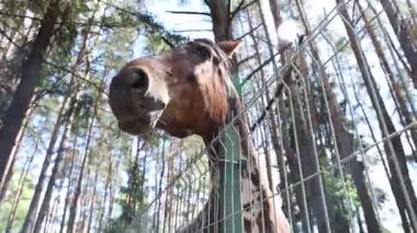 Çiftlikteki sık bir ormanın içindeki ahşap çitlerin arasından tuhaf bir şekilde bakan bir at görülüyor. At, çevresini keşfederken sakin ve odaklanmış görünüyor..