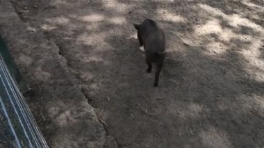 Küçük bir domuzun yeşil ve çiftlik hayvanlarıyla çevrili bir çiftlikte toprak bir patika boyunca sürekli yürüdüğü görülüyor. Domuzların hareketleri yavaş ve planlı. Etrafını keşfediyor..