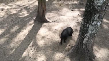 Siyah bir panter bir ağacın yanındaki kumda yürürken görülüyor, güçlü adımlarını ve parlak siyah kürkünü sergiliyor. Görkemli büyük kedi doğal ortamında zarifçe hareket eder, ortama uyum sağlar.