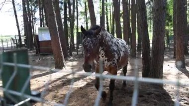 Bir at, ağaçlık bir alanda hareketsiz duran bir çiftlikte yakalanır. At sakin ve dikkatli, doğal ortama uyum sağlıyor..