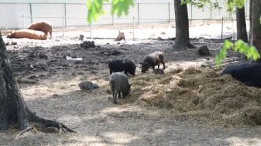 Çiftliklerde bulunan birkaç domuz, evcil hayvanlar, bir hayvanat bahçesi çevresinde dolaşırken görülüyor. Birbirleriyle etkileşime geçiyorlar ve çevrelerini keşfediyorlar..