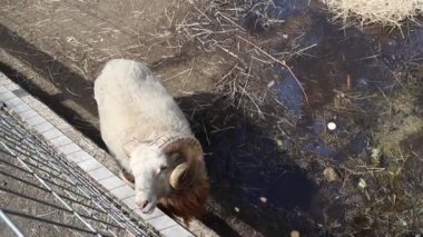 Hayvanat bahçesinin içinde çitler ve diğer hayvanlarla çevrili bir koyun görülüyor. Koyun sakince otları çiğniyor, etrafını sarıyor..