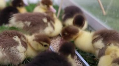 Bir grup ördek yavrusu çiftlikteki bir gölde yiyecekle besleniyor. Yumuşak ördek yavruları yiyecekleri gagalayarak şirin ve canlı bir sahne yaratıyorlar..