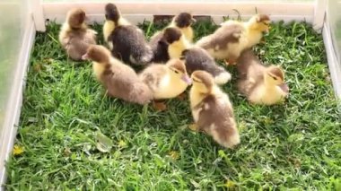 Bir grup yavru ördek, bir çiftlikteki kafesin içinde görülebilir. Şirin ördek yavruları etrafta dolanıp tipik ördek sesleri çıkarıyorlar. Kapalı alanlarında mutlu ve meraklı görünüyorlar..