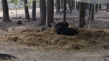Bir grup domuz aktif olarak bir çiftliğin içinde saman yiyorlar. Bir araya gelip samanları tipik bir beslenme davranışı içinde tüketiyorlar..