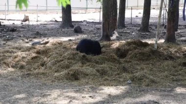 Bir siyah ayı çiftlikteki saman yığınının içinde rahatça oturur. Ayı etrafına bakar ve samanı koklar, doğal davranışını gösterir..