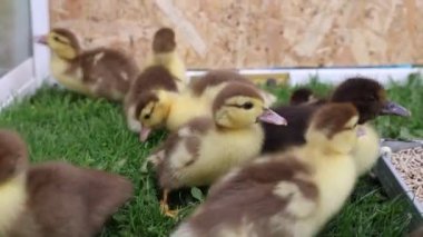 Bir grup sevimli yavru ördek, bir çiftliğin yemyeşil çimlerinde birlikte pofuduk tüylerini ve şakacı maskaralıklarını sergilerken görülüyor..
