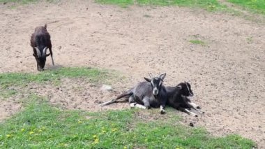 Bir grup keçi, çiftlik hayvanları genellikle evcil hayvan olarak tutulur, bu videoda yerde yatarken görülür. Keçiler toplu bir şekilde dinleniyor, çiftlik ortamında sosyal davranışlarını sergiliyorlar..