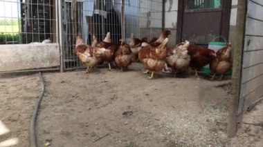 Çiftliklerde sıkça rastlanan birkaç tavuk, evcil hayvanlar, bir kafesin içinde duruyorlar. Küçük bir alana hapsolmuş gibiler, muhtemelen konaklama ya da ulaşım için kullanılıyorlar..