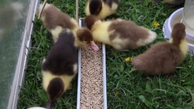 Çiftlikte çekilen bir grup yavru ördek, evcil hayvanlar, bu videoda hevesle bir kaseden yemek yerken görülebilir. Sevimli ördek yavruları yiyeceği gagalıyor, doğal beslenme davranışlarını sergiliyorlar..