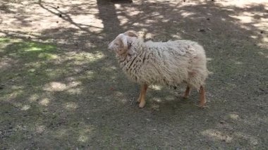Hayvanat bahçesindeki bir ağacın altında bir koyun görülüyor. Hayvan sakince otluyor ve çiftçilik ortamında çevresini gözlemliyor gibi görünüyor..