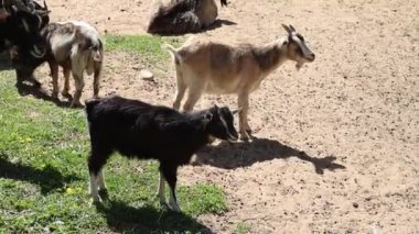 Bir çiftlikteki geniş bir tarlada çimenleri keçi gibi kemiren bir grup. Keçiler tarlada dolaşırken huzur içinde otluyor..